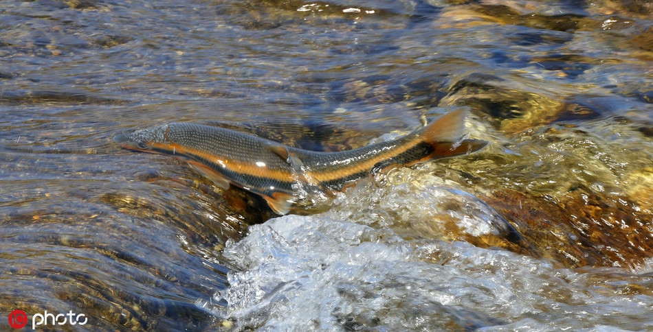 Theo thông tin đăng tải, những hình ảnh này được ghi lại tại khu vực hoang dã thuộc quân Yangyang, tỉnh Gangwon, Hàn Quốc.