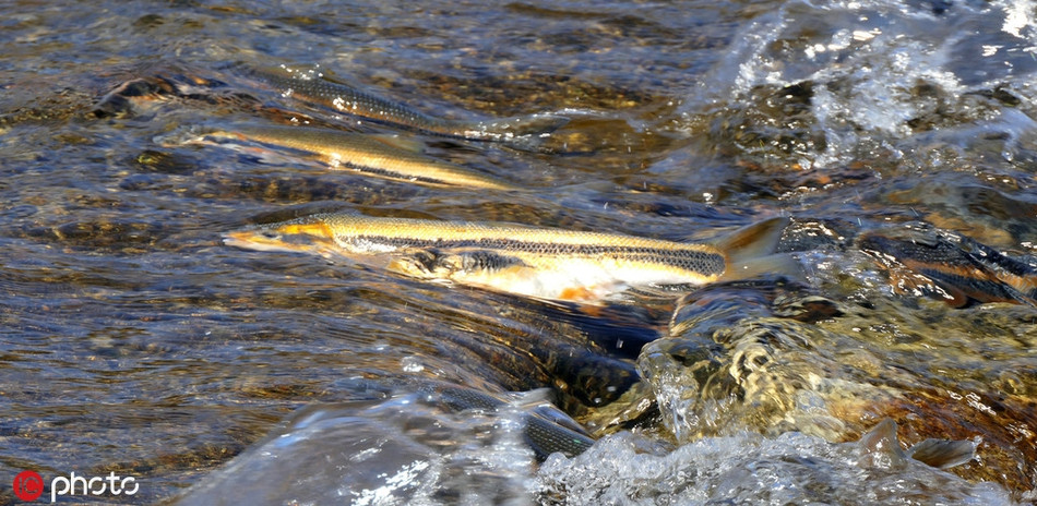 Vì vậy, mỗi chuyến hành trình về nguồn để sinh sản, cá hoa vàng đã đánh cược cả mạng sống của mình.