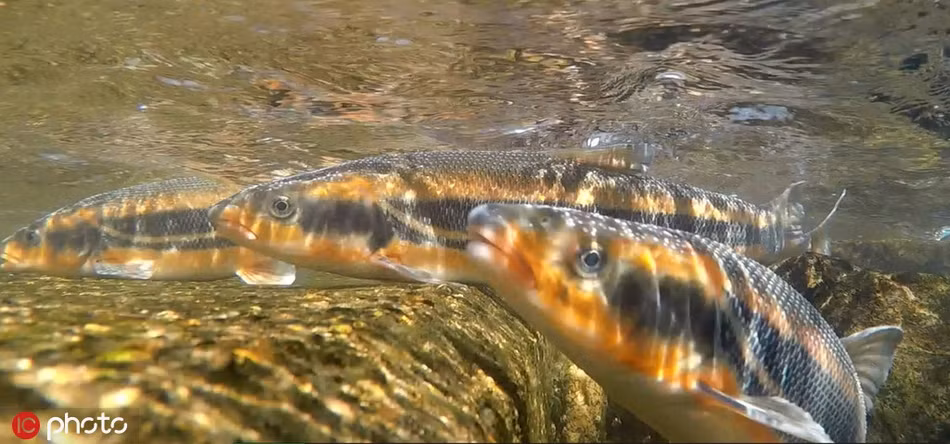 Mới đây, một nhiếp ảnh gia động vật hoang dã đã ghi lại được những hình ảnh ấn tượng khi đàn cá hoa vàng vượt thác về thượng lưu để đẻ trứng.