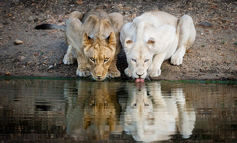 Trong chiến dịch này, các nhiếp ảnh gia cũng đã xuất bản một loạt sách ảnh. Những hình ảnh về cuộc sống của vua sư tử nằm trong cuốn sách thứ tư trong seri sách ảnh "Nhớ về động vật hoang dã".