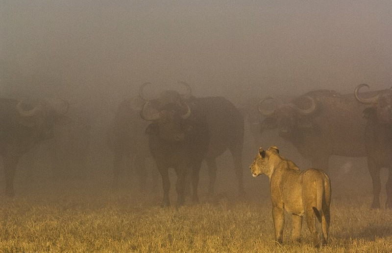Thông qua những hình ảnh này, các nhiếp ảnh gia hi vọng sẽ nâng cao nhận thức của mọi người trong việc bảo vệ động vật hoang dã nói chung, bảo vệ môi trường sống, bảo vệ loài sư tử nói riêng.