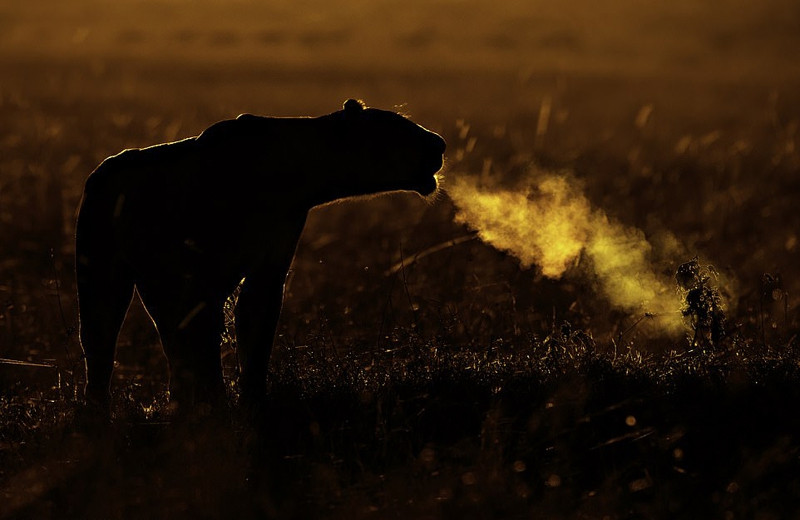 Số lượng sư tử hoang dã chỉ còn khoảng 20.000, giảm một nửa trong vòng 25 năm qua. Chúng phải đối mặt với nhiều mối đe dọa như săn trộm, mất môi trường sống, chết vì những xung đột với nhân loại.