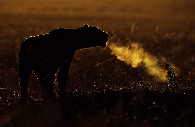 Số lượng sư tử hoang dã chỉ còn khoảng 20.000, giảm một nửa trong vòng 25 năm qua. Chúng phải đối mặt với nhiều mối đe dọa như săn trộm, mất môi trường sống, chết vì những xung đột với nhân loại.