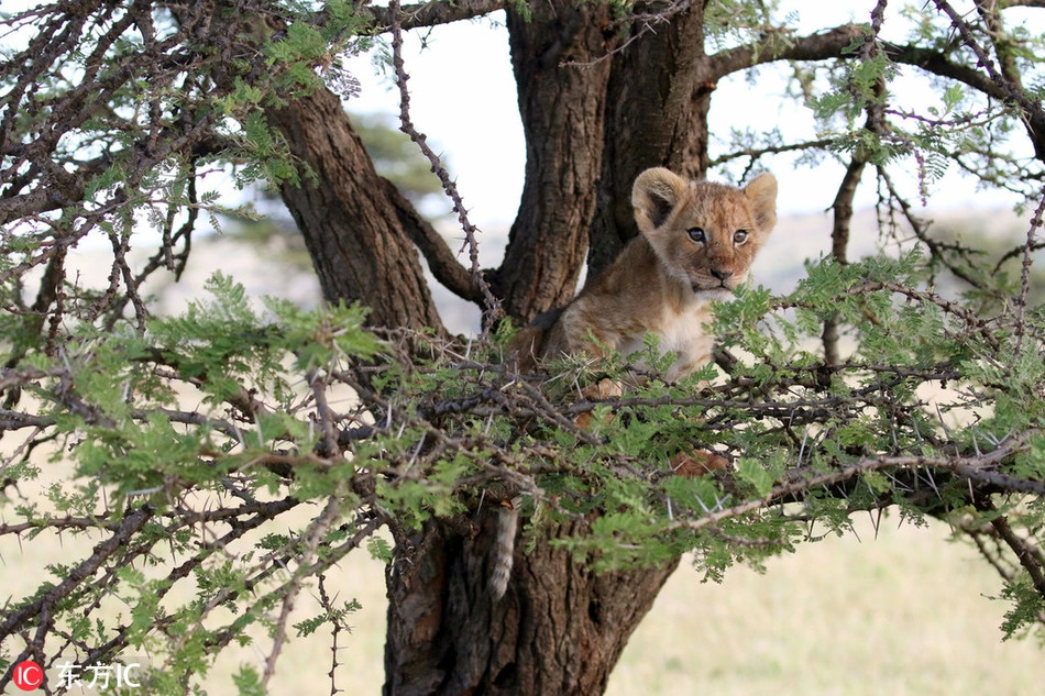 Theo nhiếp ảnh gia chia sẻ, một con sư tử nhỏ đang nằm trên cành cây đột nhiên mất thăng bằng và rơi xuống đất.