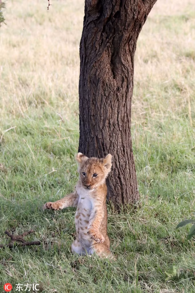 Khoảnh khắc xấu hổ của sư tử con khi uốn éo rồi rơi thẳng xuống đất.