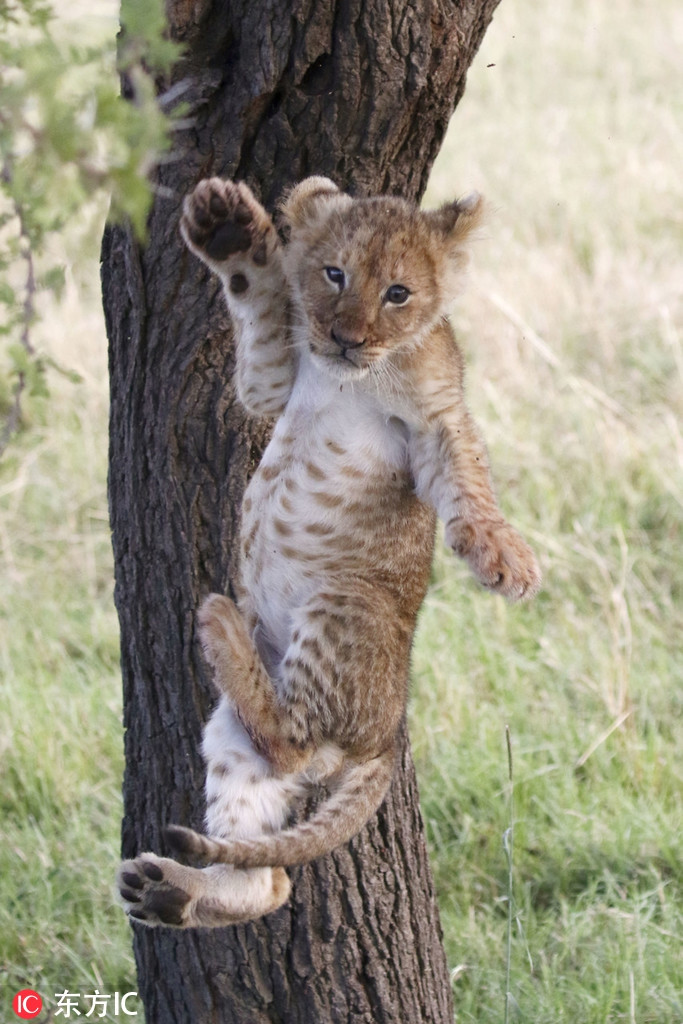 Có lẽ không để ý khi lật người, sư tử nhỏ đã lệch ra khỏi cành cây, mất chỗ dựa.
