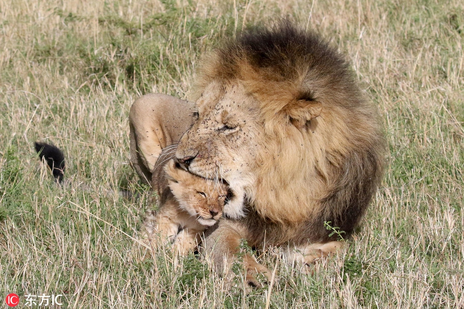 Sau khi ngã xuống đất, sư tử nhỏ cảm thấy rất mất mặt và buồn bã. Nó nhanh chóng chạy đến cha mình để được an ủi. Vẻ mặt của sư tử nhỏ cực kỳ dễ thương và đáng yêu.