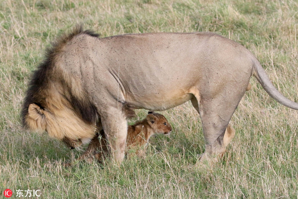 Hình ảnh cực kỳ đáng yêu, hài hước và ấm áp, khiến mọi người cảm thấy gần gũi với những mãnh thú họ mèo lớn nổi tiếng này hơn.