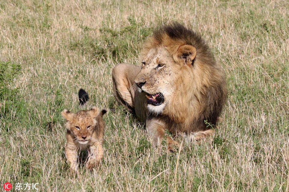 Đáng tiếc, sư tử nhỏ đến bên cha mình lại bị cha trêu chọc thêm. Mãi đến khi nó tức tối bỏ đi, sư tử cha mới đuổi theo và an ủi, động viên con trai mình.