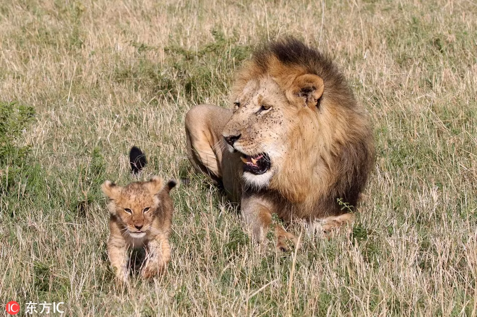 Đáng tiếc, sư tử nhỏ đến bên cha mình lại bị cha trêu chọc thêm. Mãi đến khi nó tức tối bỏ đi, sư tử cha mới đuổi theo và an ủi, động viên con trai mình.