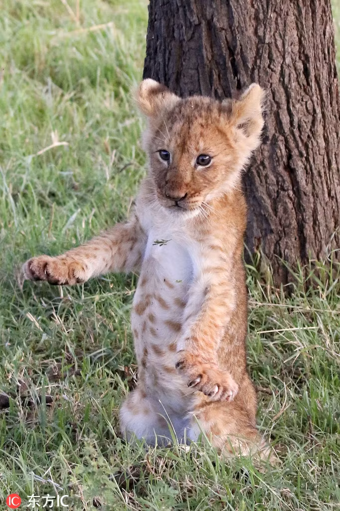 Đáng tiếc, do sức nhỏ, tay yếu, sư tử con không thể bám lại trên cây, ngã xuống đất trong sự ngượng ngịu xấu hổ.