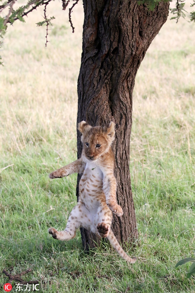 Trong suốt quá trình, con sư tử nhỏ vẫn cố gắng để bám lại trên cây, không muốn rơi xuống.