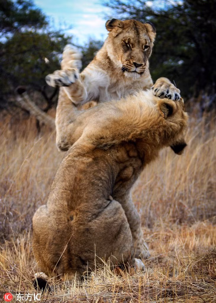 Trong khu bảo tồn động vật hoang dã ở Zimbabwe, hai chị em sư tử đang chiến đấu như một hình thức tập luyện. Tuy vậy, chúng cũng luôn dùng hết sức, không hề nể nang.