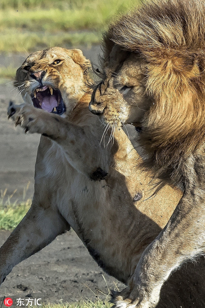 Cuộc ẩu đả diễn ra ở vùng đồng cỏ xanh Ndutu, Tanzania. Một cặp sư tử xảy ra tranh chấp. Trong lúc nóng giận, con sư tử cái đột nhiên nổi điên, ngạo nghễ gầm thét và tát "bạn trai" mình một cú như trời giáng.