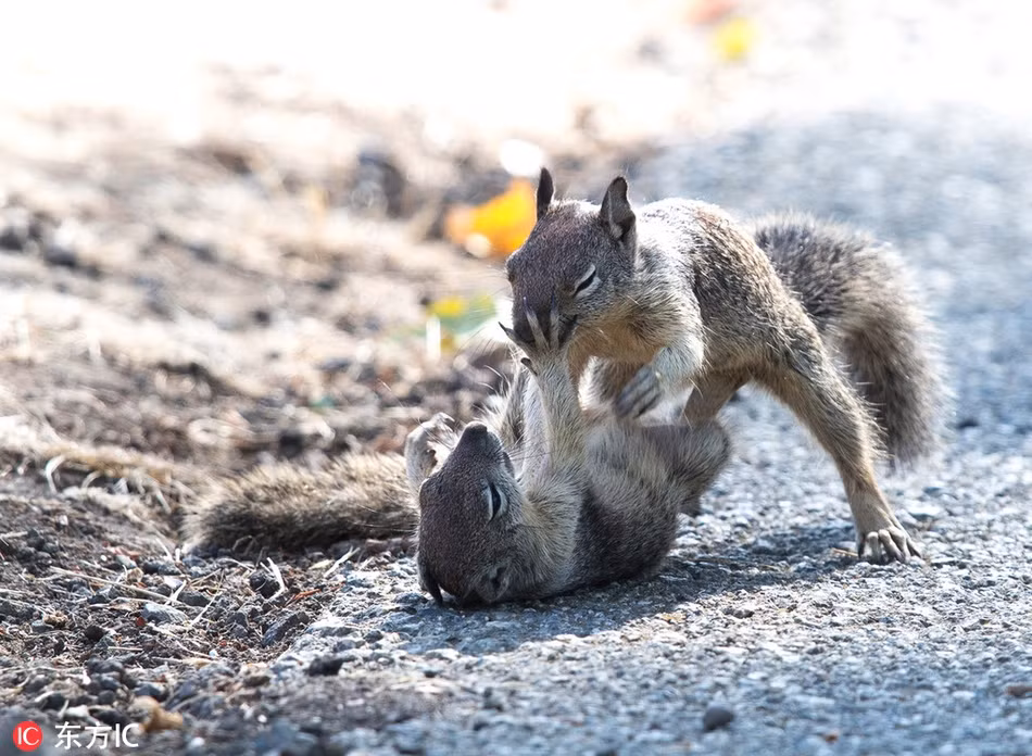 Hai con sóc nhỏ đang chiến đấu trong công viên, những cú ra đòn của chúng thuần thục chẳng khác nào Thành Long và Lý Liên Kiệt đang đấu võ.