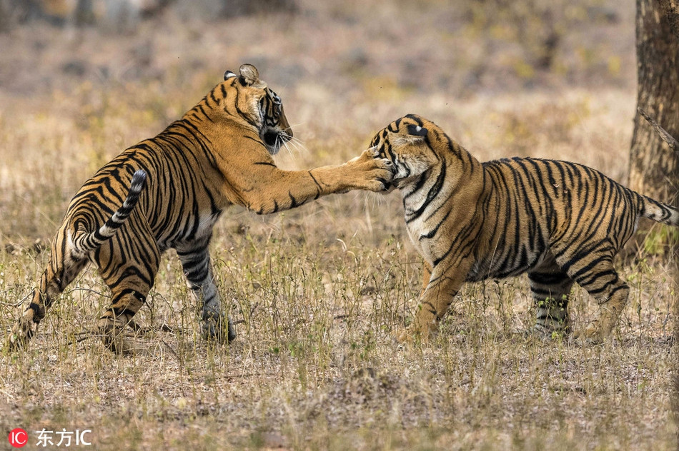 Cũng giống như chị em sư tử, hai con hổ cái 17 tháng tuổi này đang chiến đấu với nhau, luyện tập dần dần để chuẩn bị cho những cuộc chiến thực sự nhằm mục đích tranh chấp lãnh thổ sau này.