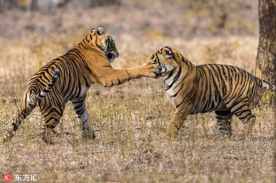 Cũng giống như chị em sư tử, hai con hổ cái 17 tháng tuổi này đang chiến đấu với nhau, luyện tập dần dần để chuẩn bị cho những cuộc chiến thực sự nhằm mục đích tranh chấp lãnh thổ sau này.