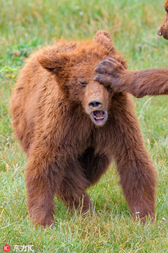 Anh em gấu nâu hoang dã trong lúc buồn chán đã thử đọ sức với nhau. Chẳng ngờ đánh đùa thành ra đánh thật, một con gấu bị dính đòn đau của anh em mình.