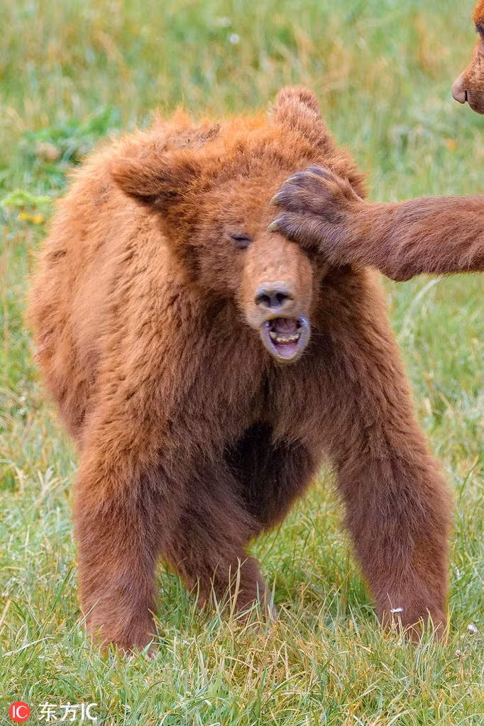 Anh em gấu nâu hoang dã trong lúc buồn chán đã thử đọ sức với nhau. Chẳng ngờ đánh đùa thành ra đánh thật, một con gấu bị dính đòn đau của anh em mình.