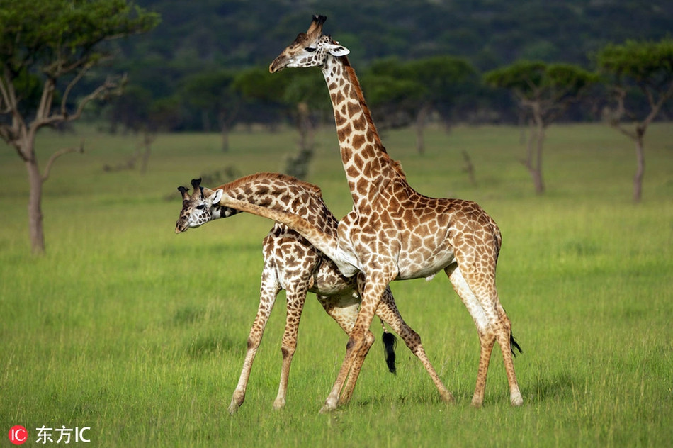 Tại khu bảo tồn động vật hoang dã Gruzia ở Tanzania, hai con hươu cao cổ bé đang giải quyết mâu thuẫn bằng cách đấu tay đôi. Tuy rằng còn nhỏ nhưng chúng đã biết sử dụng chân và cần cổ để khống chế đối thủ.