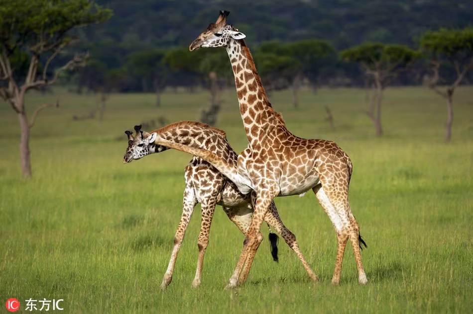 Tại khu bảo tồn động vật hoang dã Gruzia ở Tanzania, hai con hươu cao cổ bé đang giải quyết mâu thuẫn bằng cách đấu tay đôi. Tuy rằng còn nhỏ nhưng chúng đã biết sử dụng chân và cần cổ để khống chế đối thủ.