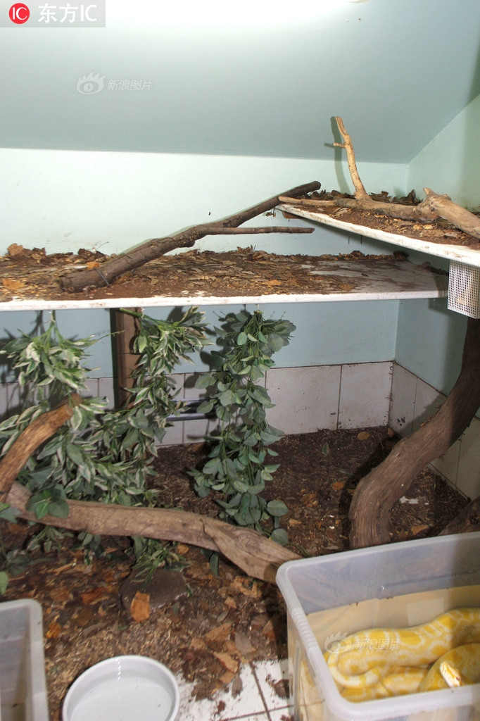 Mặc dù vậy, những rủi ro, nguy hiểm không ngăn cản được cô Sue từ bỏ đam mê nuôi rắn của mình.