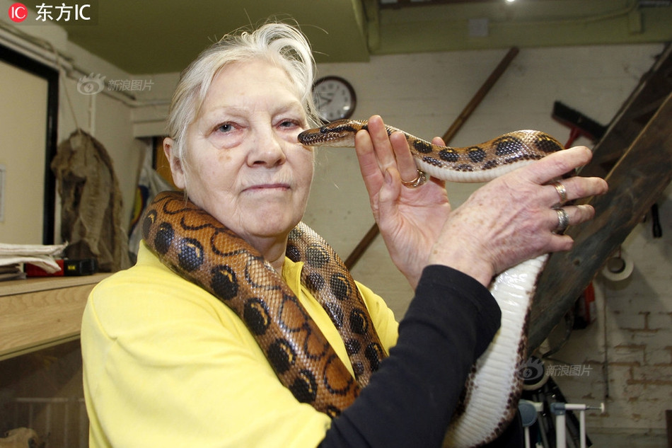 Để nuôi những con trăn, rắn này, bà Sue đã chi ra số tiền rất lớn, khoảng 135.000 bảng Anh (khoảng 4,1 tỷ đồng).