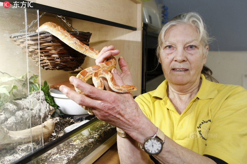 Theo chia sẻ, Sue đã bắt đầu say mê với chuyện nuôi rắn từ năm 1922. Cho đến nay, cô đã nuôi hơn 500 con trăn, rắn các loại.