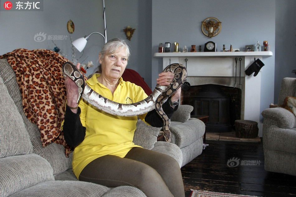 Một số những con rắn mà cô Sue nuôi là những con rắn cực độc, những con trăn dài hơn 2,7m và có thể giết chết một người trưởng thành trong vòng vài phút.