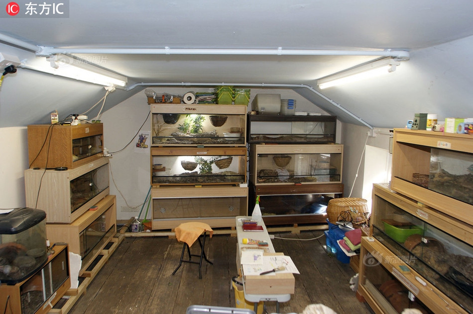 Những con trăn, rắn mà cô Sue nuôi gồm trăn thảm, trăn lớn, trăn Miến Điện, trăn cầu vồng, rắn các loại. Chúng được nuôi trong các lồng nhốt chuyên dụng ở khắp nơi trong nhà cô Sue.