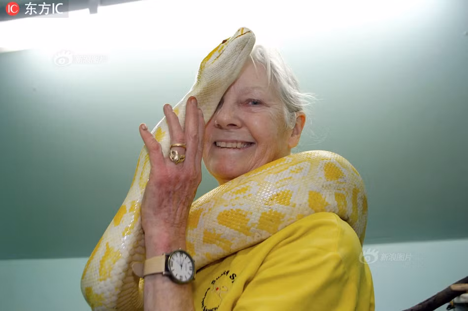 Sue Coleman, 70 tuổi, người Anh là một người phụ nữ kỳ lạ. Bà thậm chí còn bị còn là dị nhân chỉ vì sở thích nuôi trăn, rắn cực độc làm thú cưng của mình.