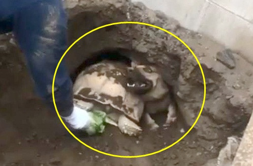 Rua ru cho di choi, khien nhan vien cuu hoa dau dau