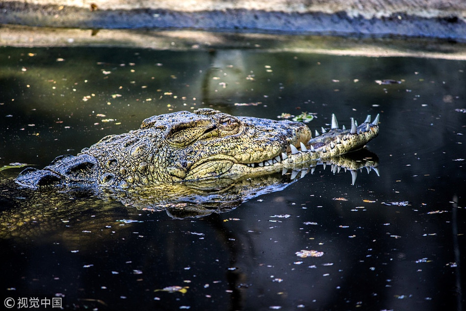 Hai hung chien tich kinh hoang cua ca sau cut mom-Hinh-2