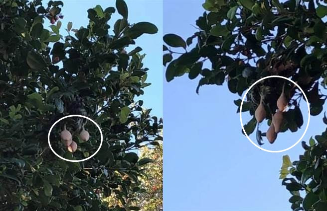 Thay boc mau da ky la nay tren cay, can than thu kinh di...