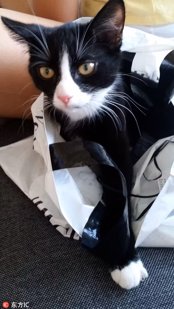 Elli, một con mèo kỳ lạ, 3 tuổi, đến từ Đức thời gian gần đây bỗng trở nên nổi tiếng khắp thế giới bởi "khả năng" đổi màu bộ lông của mình theo ngày.