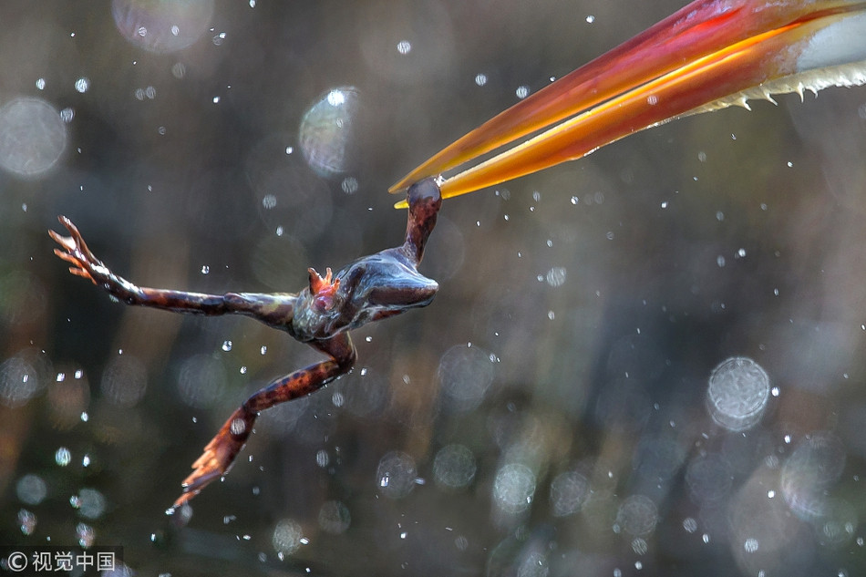 Có thể nói diệc lớn cực kỳ kiên nhẫn khi chờ đợi con mồi xuất hiện và di chuyển.