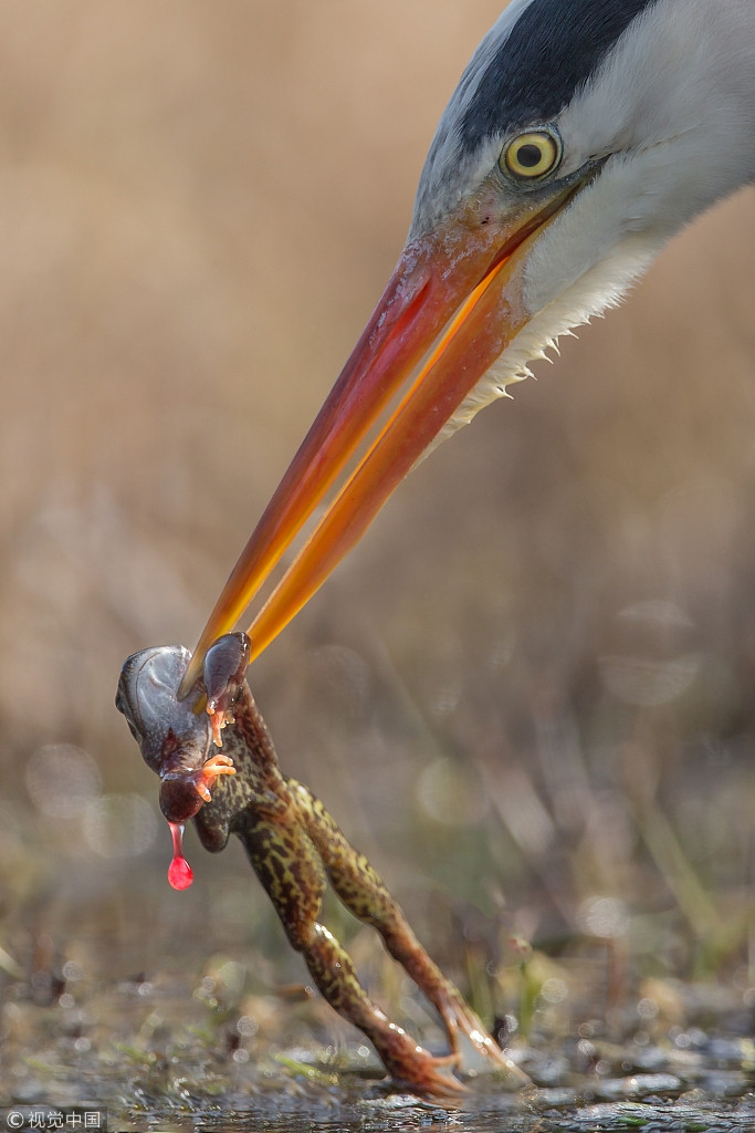Sau khi bắt được con mồi, thủ đoạn của diệc lớn cũng rất tàn nhẫn. Nó dùng mỏ kẹp chặt con ếch và ra sức quăng quật, vặn xoắn cơ thể con mồi sau đó há miệng nuốt chửng, khiến con mồi phải chịu đau đớn tột cùng trước khi chết.