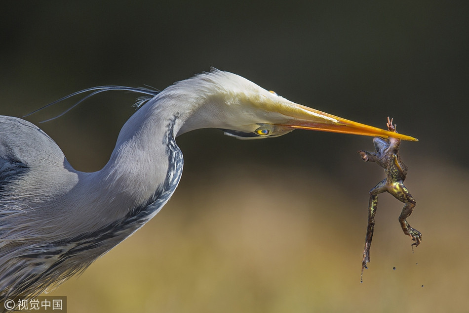 Ngay khi chiếc mỏ dài và cứng như thép bổ xuống nước, diệc lớn đã bắt gọn một con ếch trong mỏ. Đòn tấn công của nó nhanh như chớp, khiến nước bốn phía văng tung tóe.