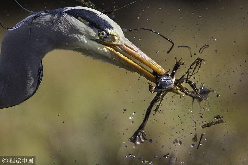 Đến khi nắm bắt được vị trí và phương hướng di chuyển của những con ếch, con diệc lớn tấn công một cách mạnh mẽ, nhanh chóng.