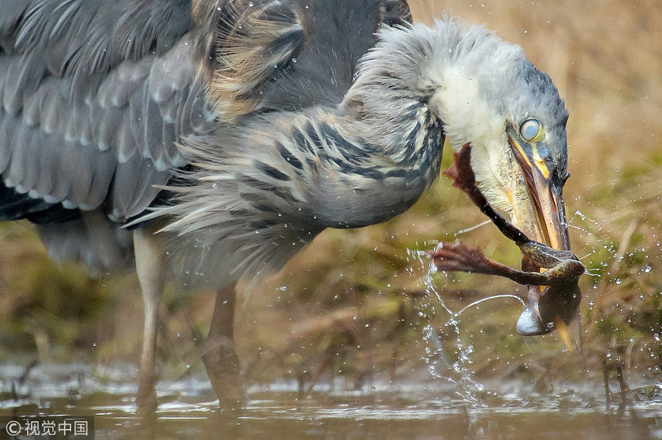 Tuy nhiên, tất cả những gì mà diệc lớn sử dụng là những kỹ năng rất đơn giản. Nó lặng lẽ đứng trong nước, không di chuyển hay vỗ cánh, không gây ra tiếng động nào.