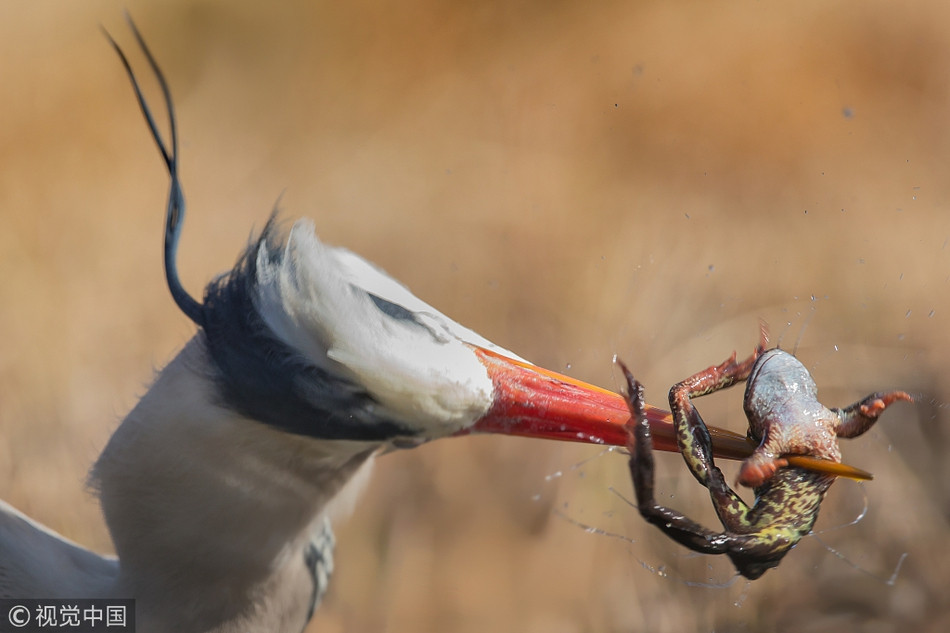 Theo thông tin đăng tải, con diệc lớn này có tỉ lệ săn thành công đáng kinh ngạc. Nó có thể bắt gọn mồi là những con ếch từ dưới nước với độ chính xác khó tin.
