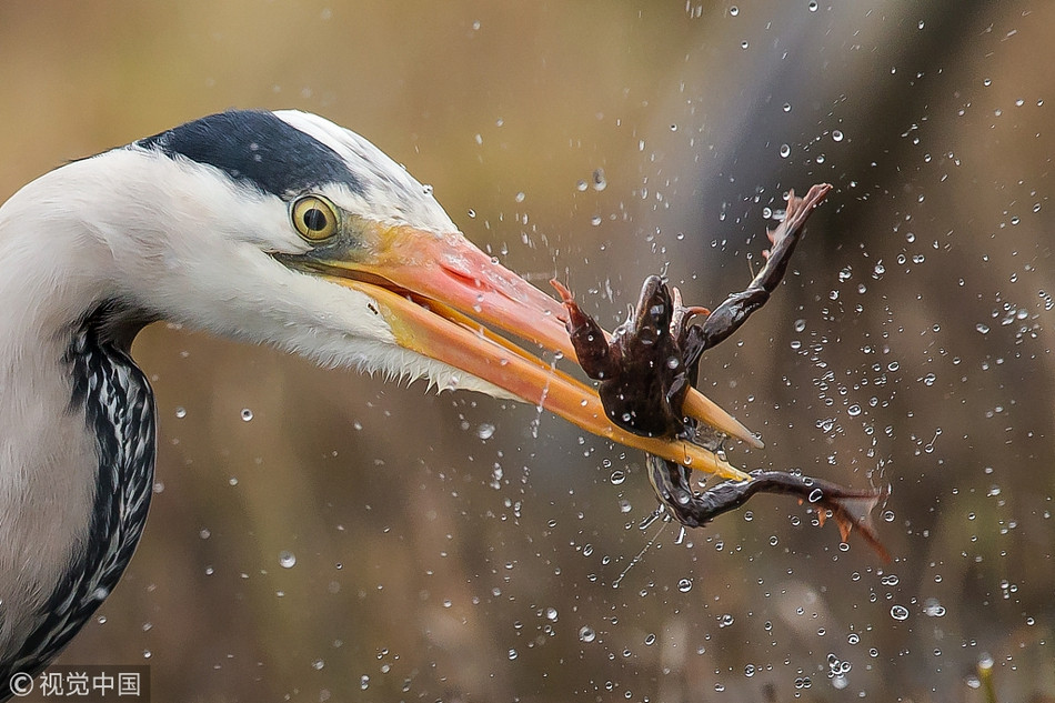 Nhiều người cho biết, nhìn những hình ảnh diệc lớn săn giết ếch, họ không khỏi rùng mình ớn lạnh vì quá dữ dội.