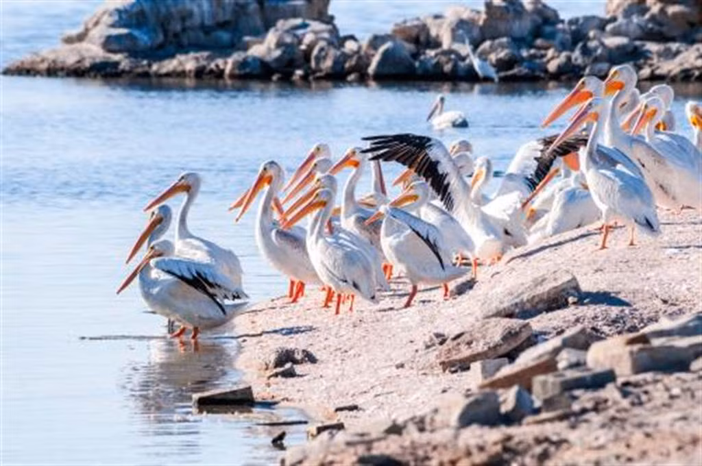 Hòn đảo kỳ lạ "bốc mùi", chỉ có chim dám ở - Hình 3 Hon dao ky la