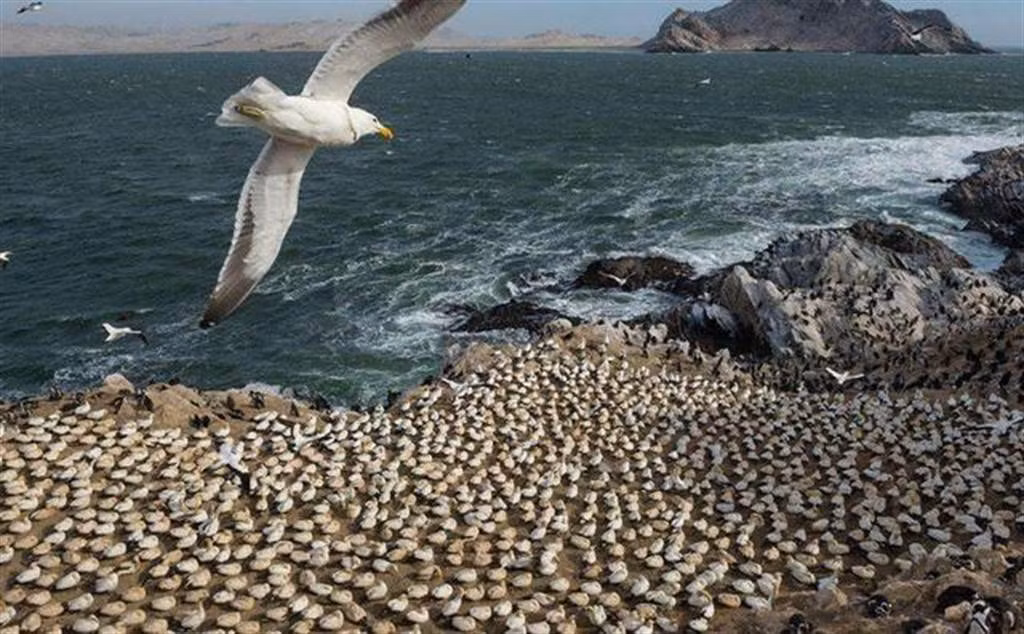 Hòn đảo kỳ lạ "bốc mùi", chỉ có chim dám ở Hon dao ky la