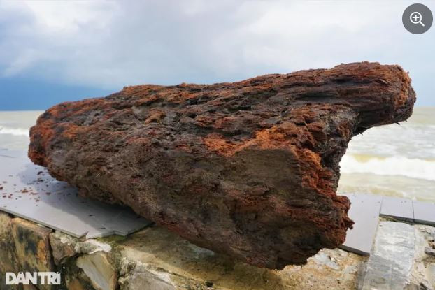 Còn những thân cây to lớn bị vùi trong cát thì người dân dùng cưa, xẻ nhỏ mang đi bán cho các lò gạch hoặc nhà máy giấy và cả những người có sở thích sưu tập kiếm thêm thu nhập (Ảnh: Hoài Sơn).
