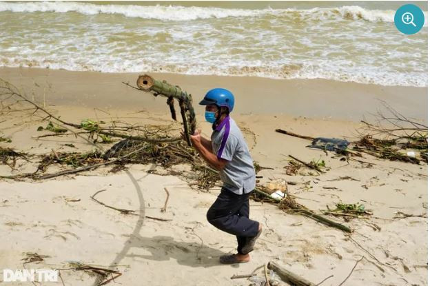 Trong số gỗ dạt vào bờ có cả tre. Một số người dân tranh thủ gom nhặt những cây tre này về để làm giàn rau, chằng chống nhà cửa trong những lần mưa bão sau (Ảnh: Hoài Sơn).