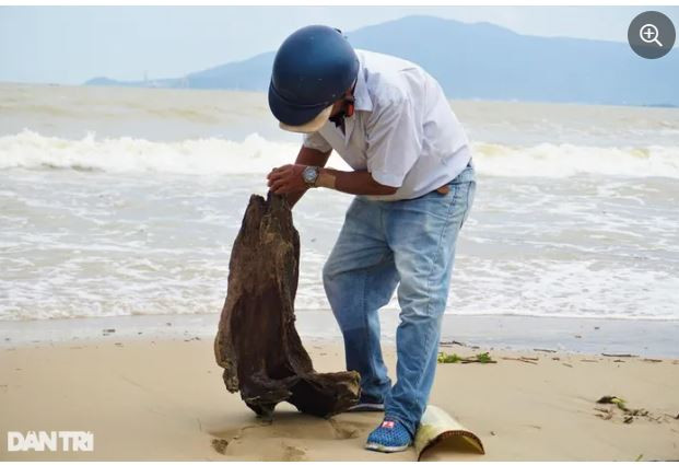 Không chỉ có người ra nhặt củi để bán, nhiều dân chơi "săn" đồ độc lạ cũng tranh thủ ra biển tìm kiếm những khúc gỗ ưng ý về làm gỗ lũa, để trưng bày (Ảnh: Hoài Sơn).