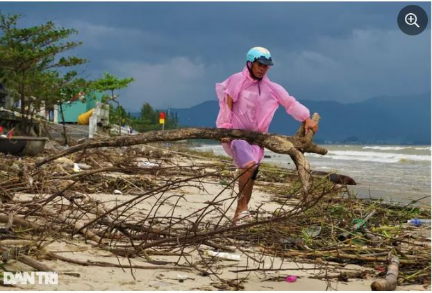 Mặc chiếc áo mưa, anh Tuấn lội xuống biển, kéo lên một gốc cây to. "Gốc này dị, chắc mấy ông đồ gỗ hay trồng lan sẽ thích lắm đây", anh Tuấn nói, đẩy gốc cây về phía bãi tập kết và tiếp tục công việc (Ảnh: Hoài Sơn).