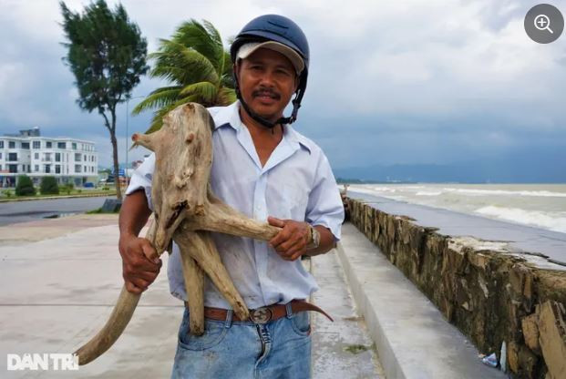 Anh Phan Văn Luận (trú tại phường Hòa Minh, quận Liên Chiểu) cho biết, gỗ trôi dạt thường rất cứng và được nước biển bào mòn nên hình dáng kỳ dị và lạ mắt, thứ khiến người trồng lan như anh rất thích nên anh tranh thủ ra biển "săn", mua lại của người nhặt trước đó (Ảnh: Hoài Sơn).
