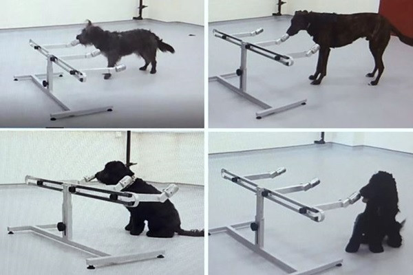 Loai cho co the danh hoi duoc “mui cang thang” cua con nguoi